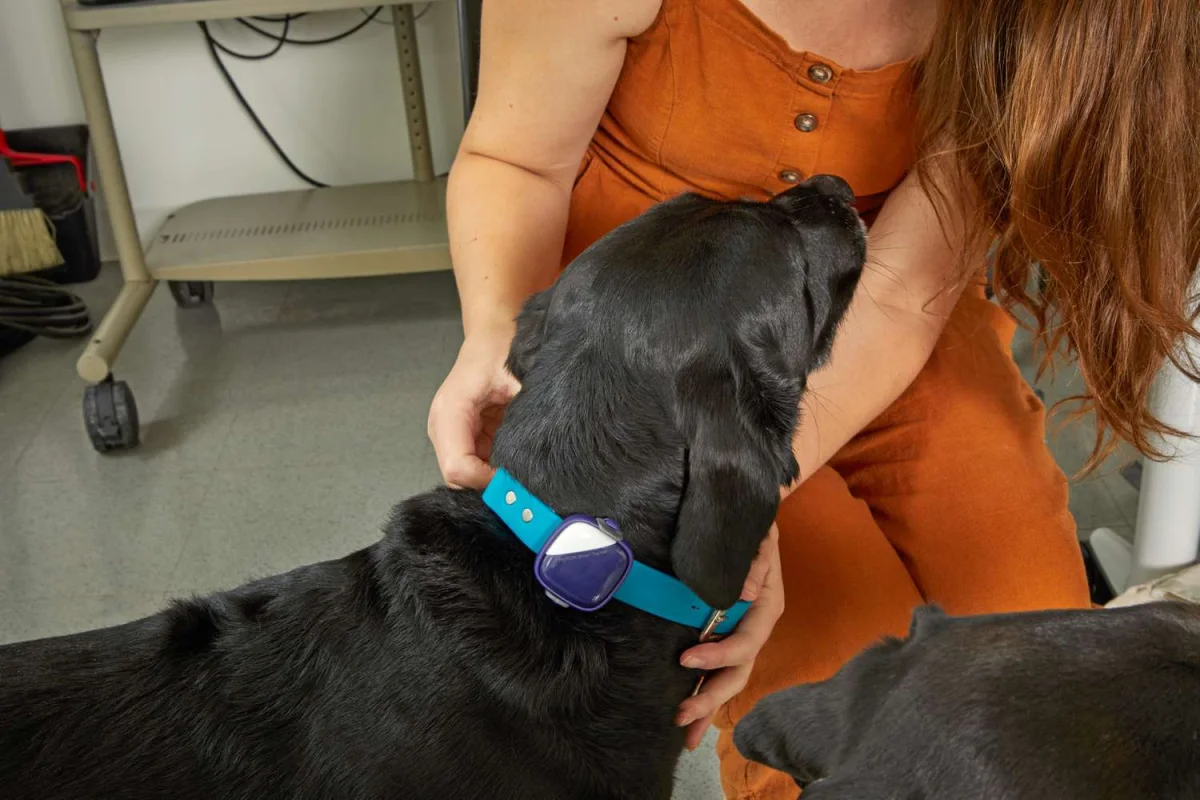 Private-Label GPS Pet Trackers